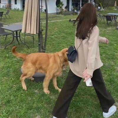 蓝鹭